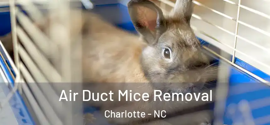  Air Duct Mice Removal Charlotte - NC
